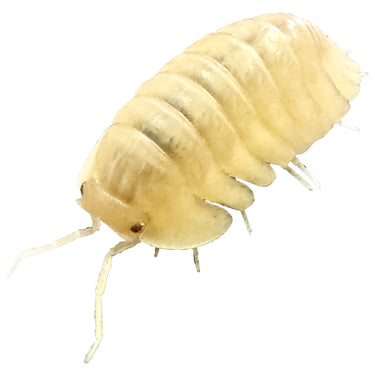 Cubaris Sp. Albino Red Edge